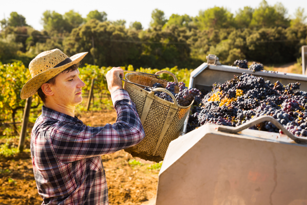 A man picking grapes from a basket in a vineyard.